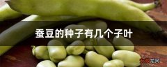 【种子】蚕豆的种子有几个子叶