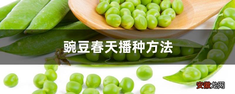 【春天】豌豆春天播种方法