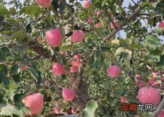 【苹果】家里种苹果树好不好？