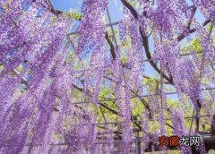 【花】紫藤花有香味吗？