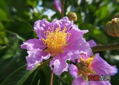 【花】紫薇花有香味吗？