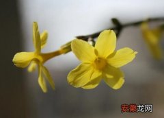 【花】迎春花有香味吗？