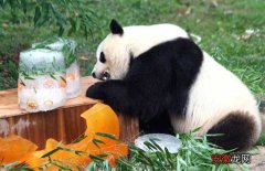 熊猫的日常生活特点作文 大熊猫的特点和爱好