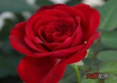 【香】玫瑰有香味吗？