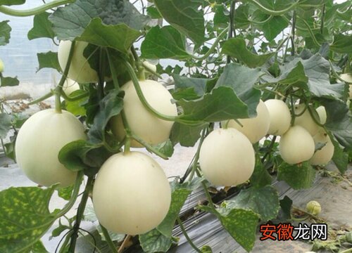 【种植】阳台种植香瓜的时间和方法？