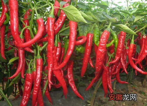 【辣椒】生吃红辣椒有什么好处？