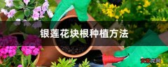 【种植方法】银莲花块根种植方法