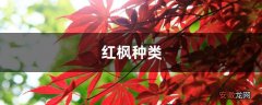 【种类】红枫种类