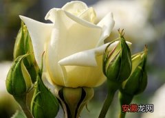 【玫瑰】白玫瑰有香味吗？