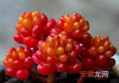 【红色】多肉红色浆果怎么养 红色浆果生长条件