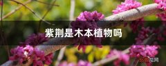 【植物】紫荆是木本植物吗