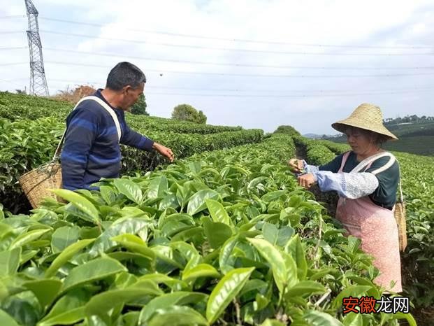 让有机茶种植加工在云南普洱大地蔚然成风