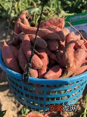30年老教农的保存红薯的方法和技巧，随时食用，依旧新鲜清甜好