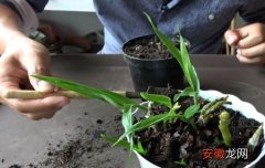 【种植】石斛高芽苗怎么种植有哪些种植方法？