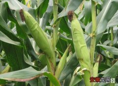 【玉米】玉米穗期管理技术要点有哪些？
