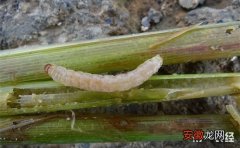 【常见】水稻收割常见害虫有哪些？