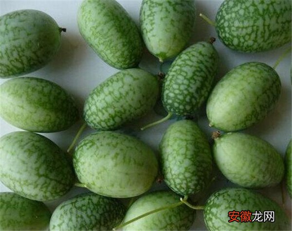 【方法】佩普基诺种植的方法 佩普基诺西瓜营养价值