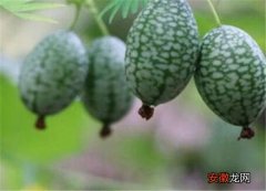 【方法】佩普基诺种植的方法 佩普基诺西瓜营养价值