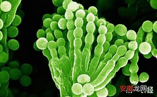 【防治】食用菌青霉菌怎么防治？食用菌青霉菌的防治措施有哪些？