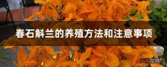 【养殖方法】春石斛兰的养殖方法和注意事项