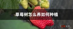 【树】草莓树怎么养如何种植
