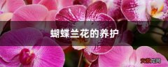 【兰花】蝴蝶兰花的养护