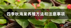 【养殖方法】四季秋海棠养殖方法和注意事项
