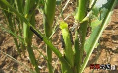 【防治】玉米粘虫怎么防治？玉米粘虫的防治措施有哪些？