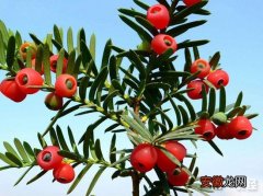 【养殖】曼地亚红豆杉的养殖方法和注意事项有哪些？