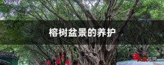 【盆景】榕树盆景的养护