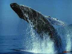 鲸鱼的特征和特性介绍 鲸鱼的特点描写