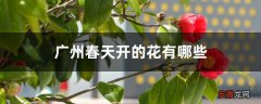 【花】广州春天开的花有哪些