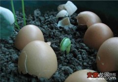 【花】蛋壳养花的好处及方法有哪些？