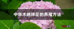 【养殖方法】中华木绣球花的养殖方法