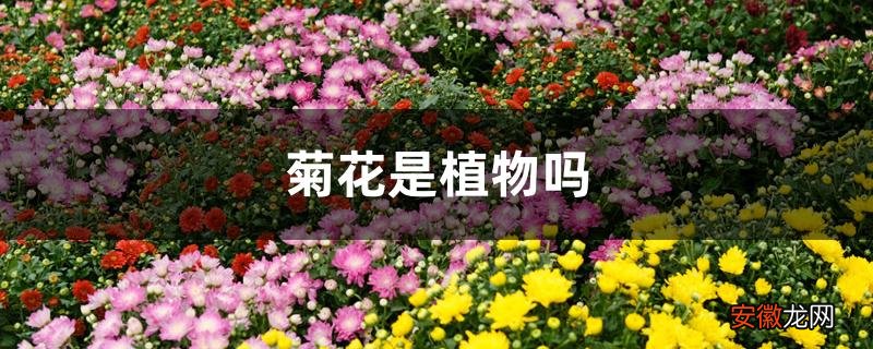 【植物】菊花是植物吗