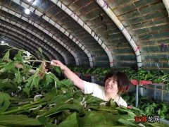 河南方城：山区小镇兴起种桑养蚕大产业
