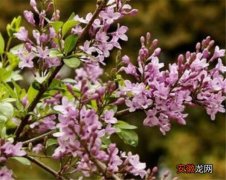 【园林】羽叶丁香的园林用途 羽叶丁香种植技术