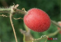 【区别】赤瓟能直接吃吗 王瓜和赤瓟的区别