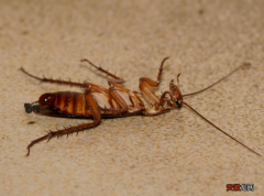 家里有蟑螂的原因和根除杀灭方法 家里蟑螂多是什么原因引起的