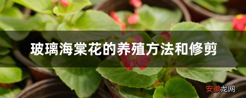 【养殖方法】玻璃海棠花的养殖方法和修剪