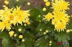 【开花】甜菊花开花时间和图片 甜菊花种植技术