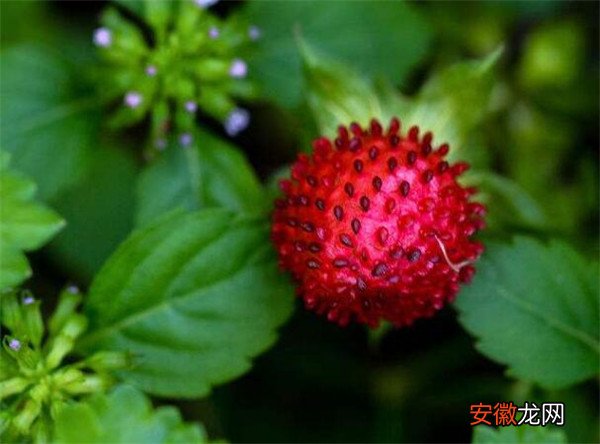 【作用】蛇莓的功效与作用 蛇莓价格是多少钱一斤