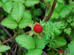【作用】蛇莓的功效与作用 蛇莓价格是多少钱一斤
