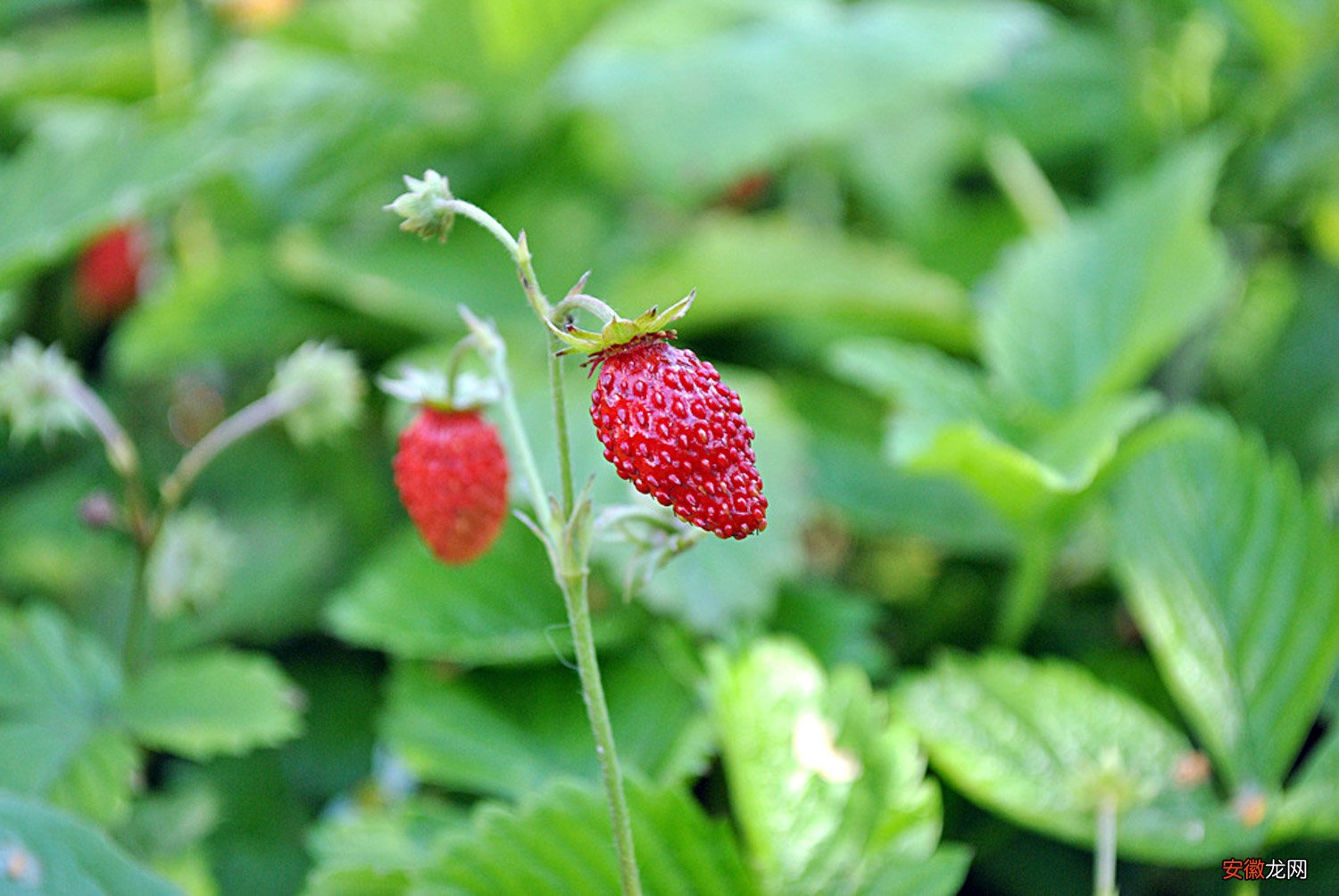 【种子】草莓种子的种植方法和时间