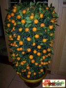 【树】观赏橘子树的养殖方法有哪些？