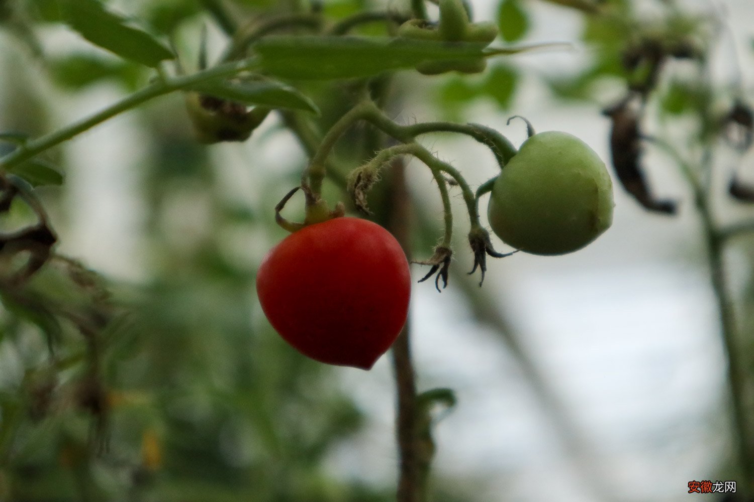 【西红柿】阳台种西红柿怎么授粉