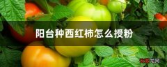 【西红柿】阳台种西红柿怎么授粉
