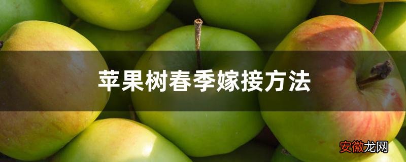 【嫁接】苹果树春季嫁接方法