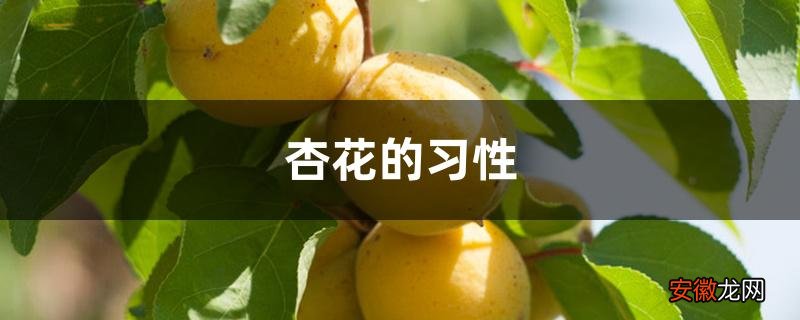 【杏花】杏花的习性