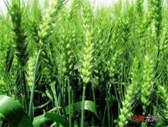 【病虫害】小麦病虫害有哪些 小麦病虫害防治技术